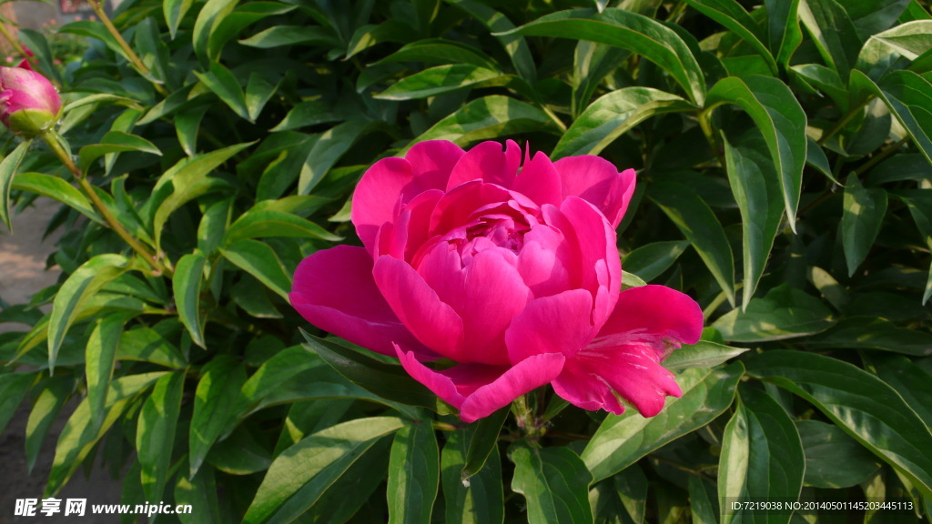 芍药
