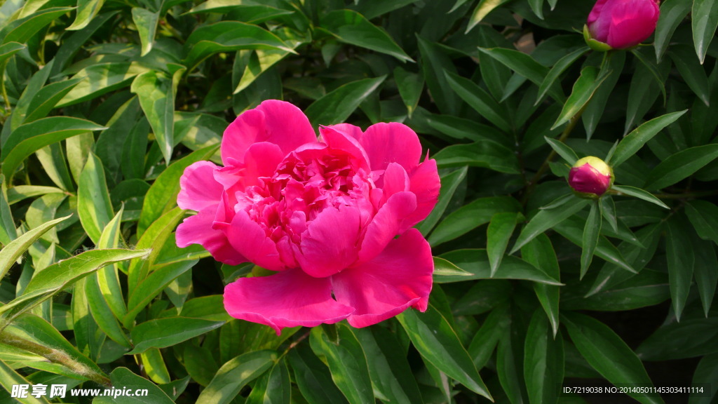 芍药