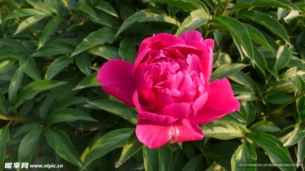 芍药