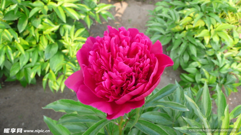 芍药