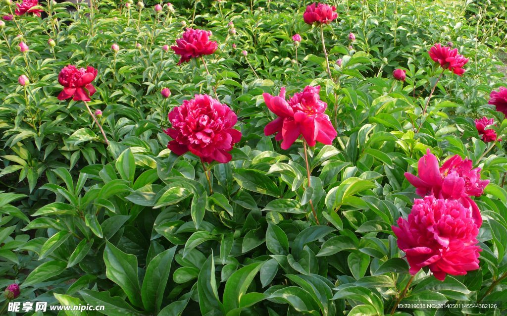 芍药
