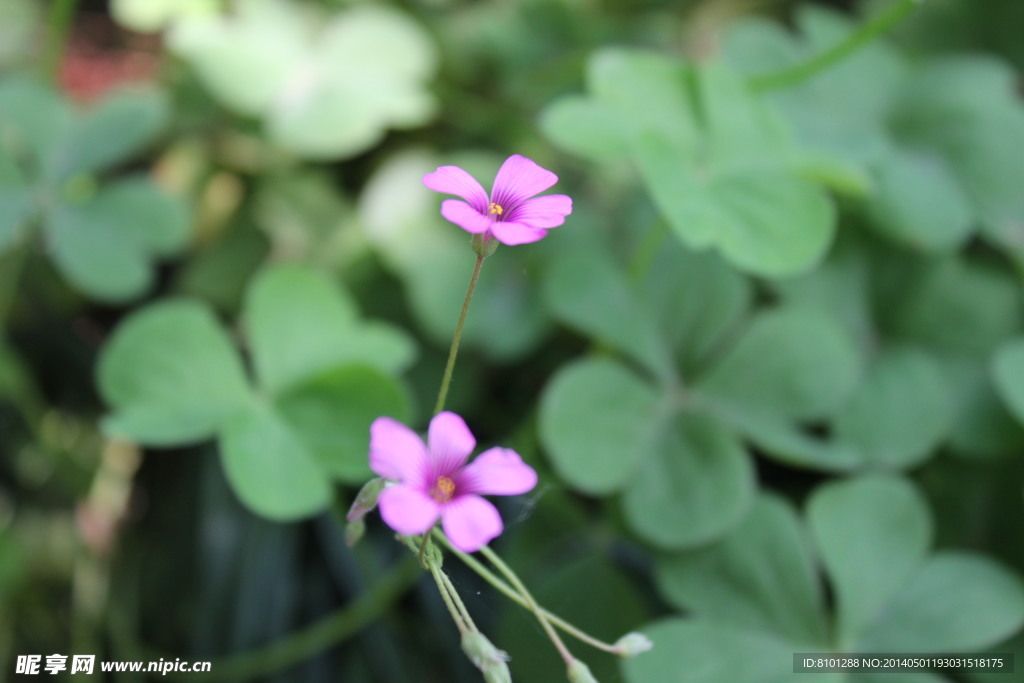 小紫花