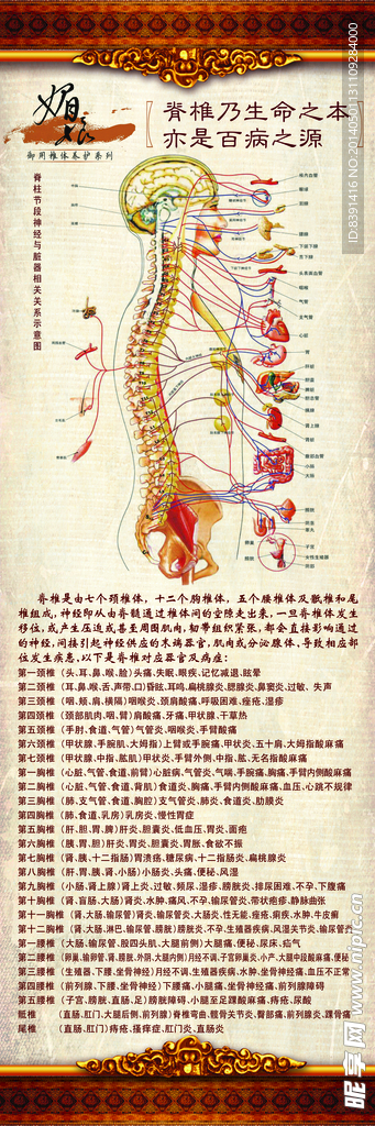 脊椎神经图