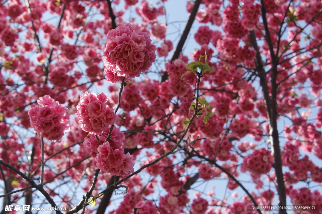 云南樱花
