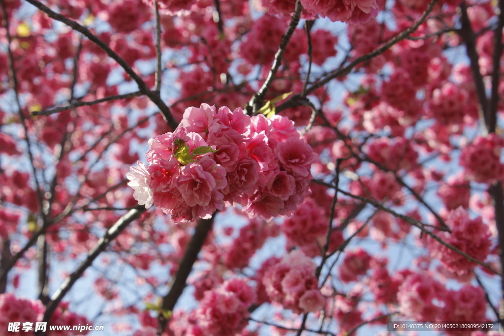 云南樱花