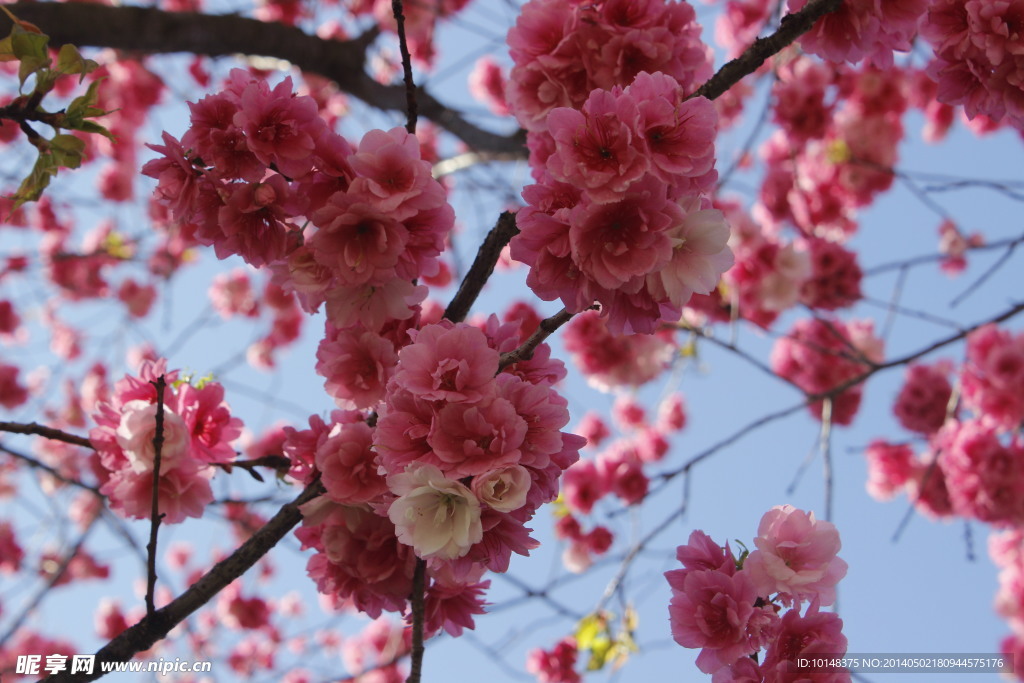 云南樱花