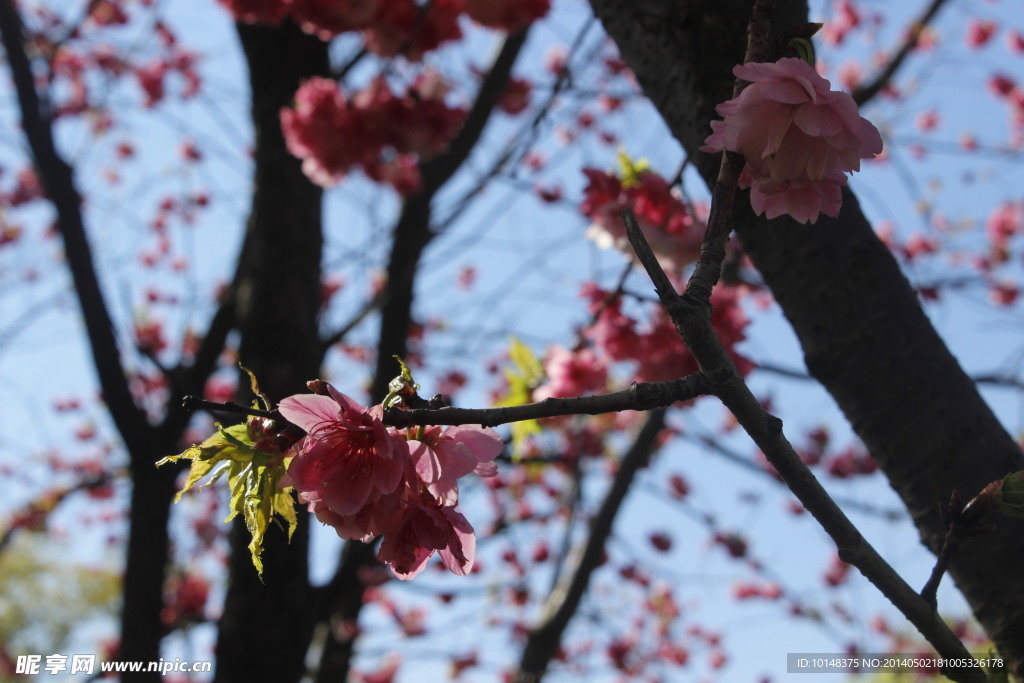 云南樱花