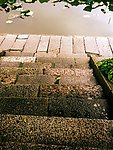 台阶 湖水 荷叶