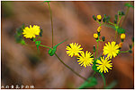 苦菜花
