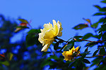 月季花