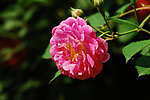 月季花