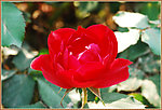 月季花
