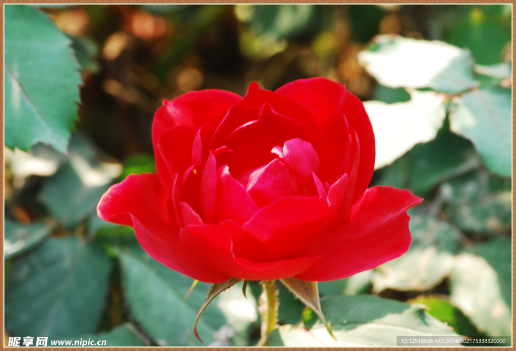 月季花