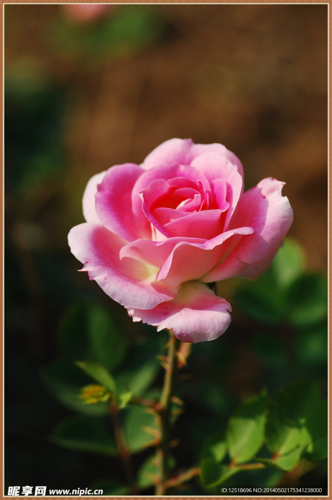 月季花