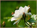 月季花
