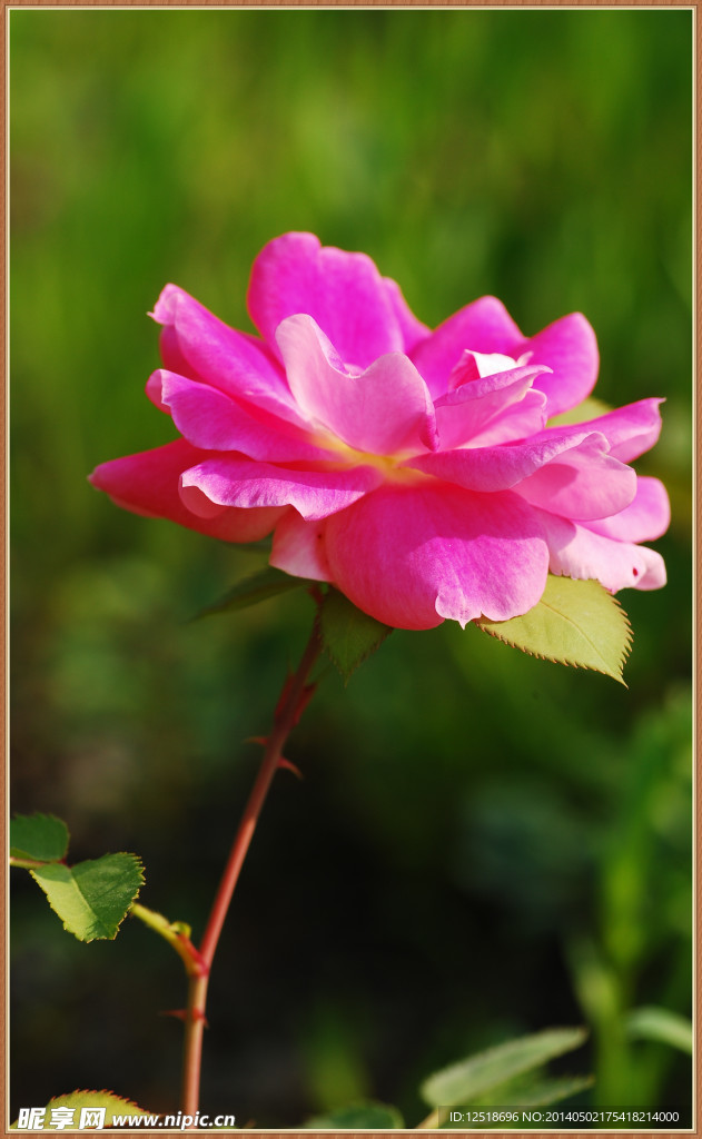 月季花