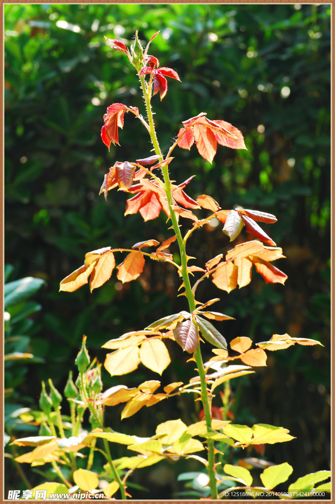月季花树