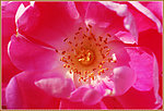 月季花
