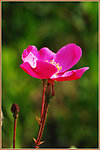 月季花