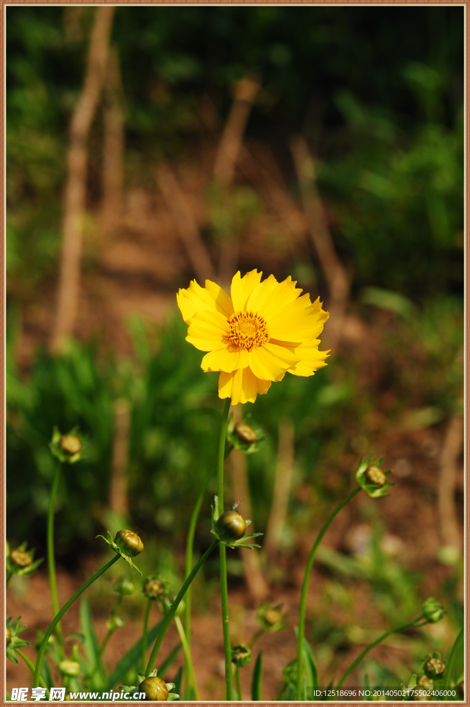 苦菜花