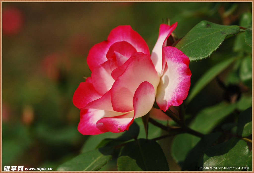 月季花