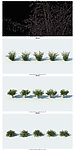 园林植物