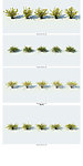 园林植物