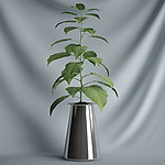 花瓶植物