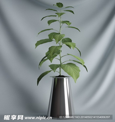 花瓶植物