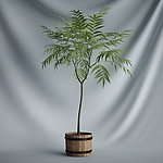 花瓶植物