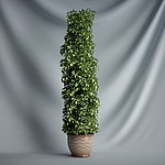 花瓶植物