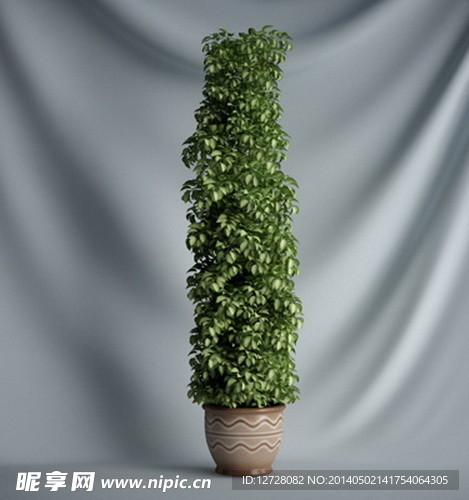 花瓶植物