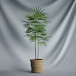 花瓶植物