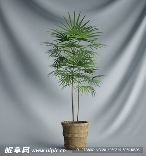 花瓶植物