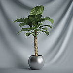 花瓶植物