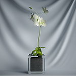花瓶植物