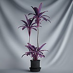 花瓶植物