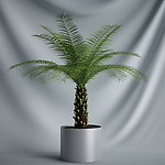 花瓶植物