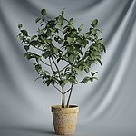 花瓶植物