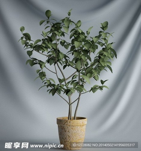 花瓶植物