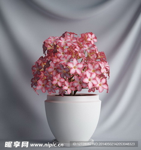 花瓶植物