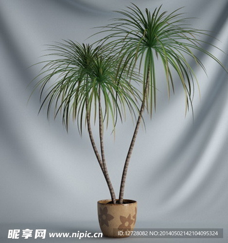 花瓶植物