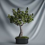 花瓶植物