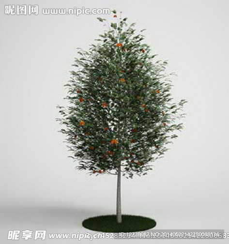 植物