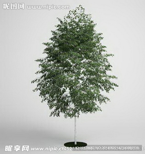 植物