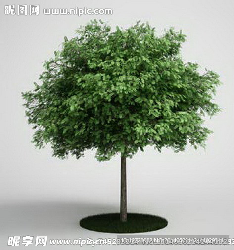 植物