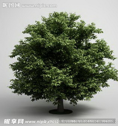 树木