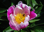蜜蜂