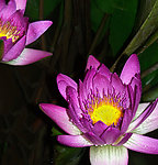 粉莲