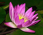红莲花